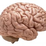 Nootropics Blog
