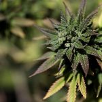 Marijuana Dispensary in California
