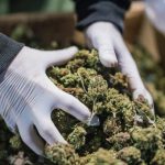 Canadian Weed Metaverse Store