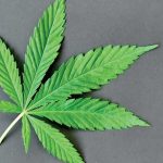 Thousands of cannabis dispensaries and brands are listed on Weedbates for consumers to find