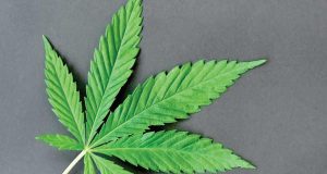 Thousands of cannabis dispensaries and brands are listed on Weedbates for consumers to find