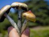 daddy long legs shrooms