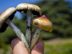 daddy long legs shrooms