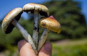 daddy long legs shrooms