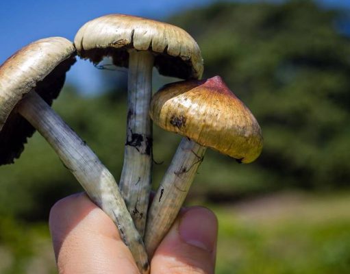 daddy long legs shrooms