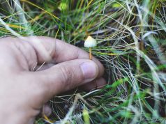 Buying Mushrooms