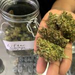 mk ultra strain